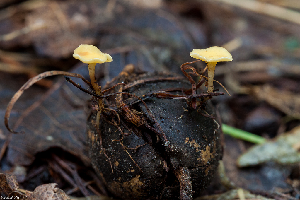 Представитель Семейства Helotiaceae